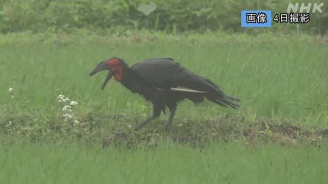 ついに捕獲に成功!　千葉の“巨大鳥”