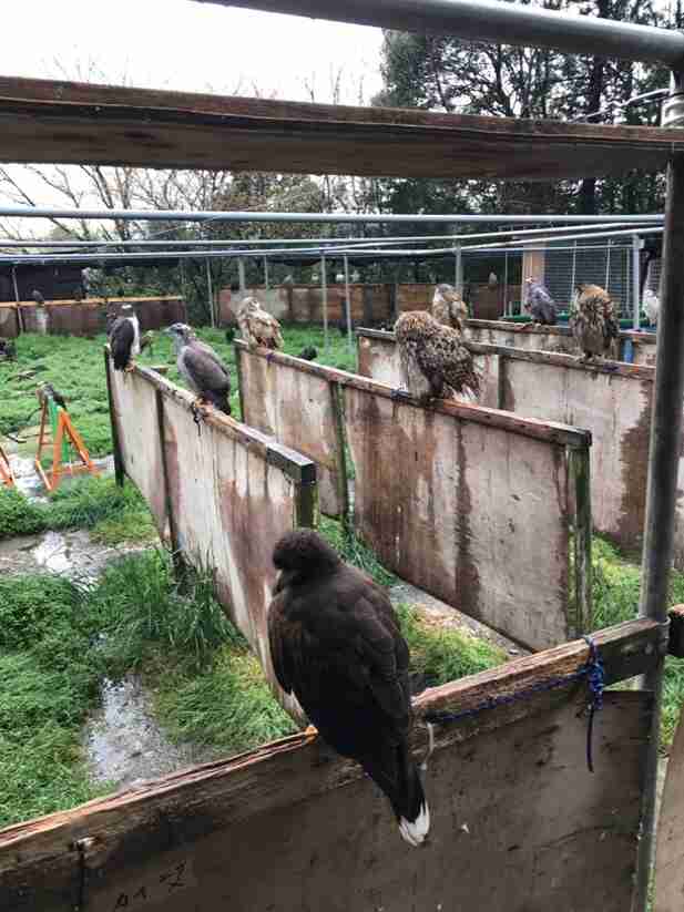 ついに捕獲に成功!　千葉の“巨大鳥”