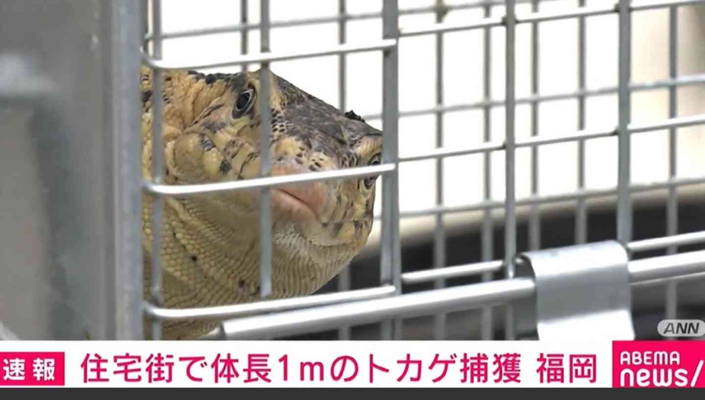 通行人女性「道路にワニかトカゲいる」と110番…体長1ｍのトカゲ、側溝に逃げ込む