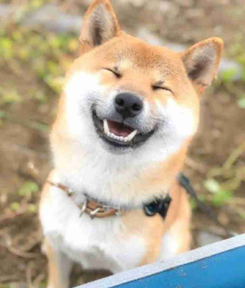 可愛い柴犬の画像 ガールズちゃんねる Girls Channel