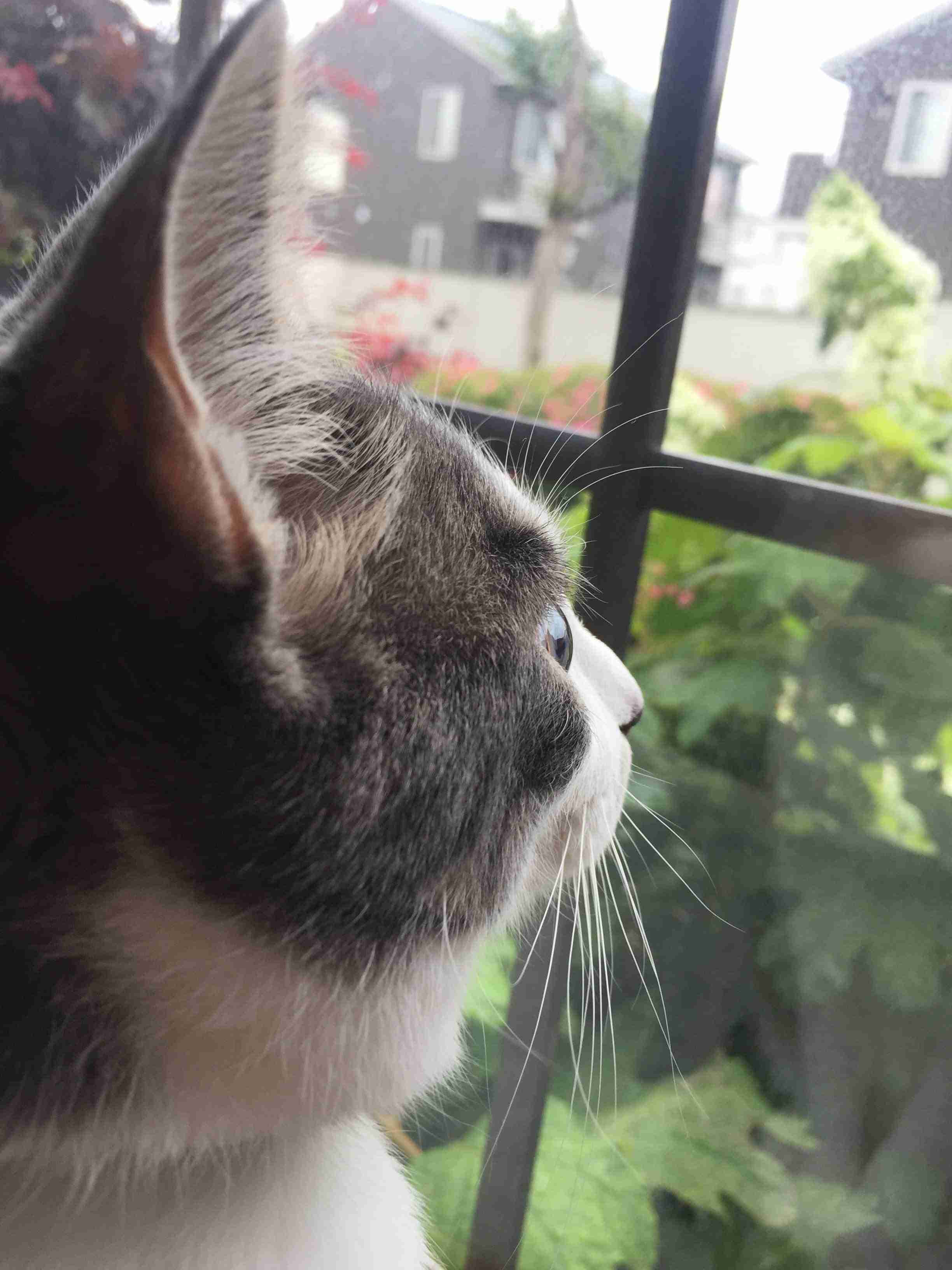 猫の横顔が好き