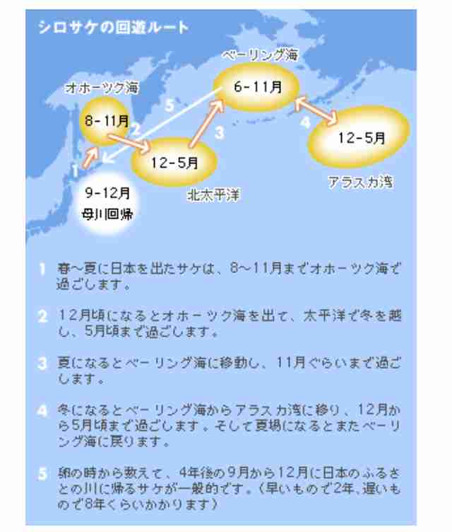 サケ謎の不漁、頭を抱える漁業関係者　1匹もかからない「異変」も