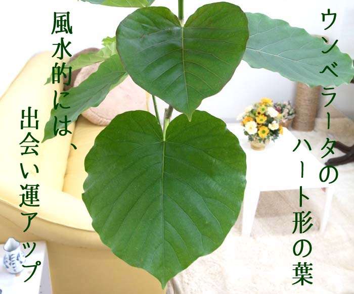 なくても生活できるけど、あったら生活に潤いが出そうな物
