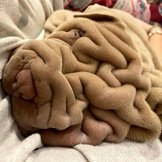 顔のシワ対策
