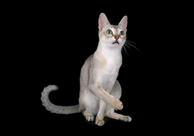猫アレルギーと猫の共存方法