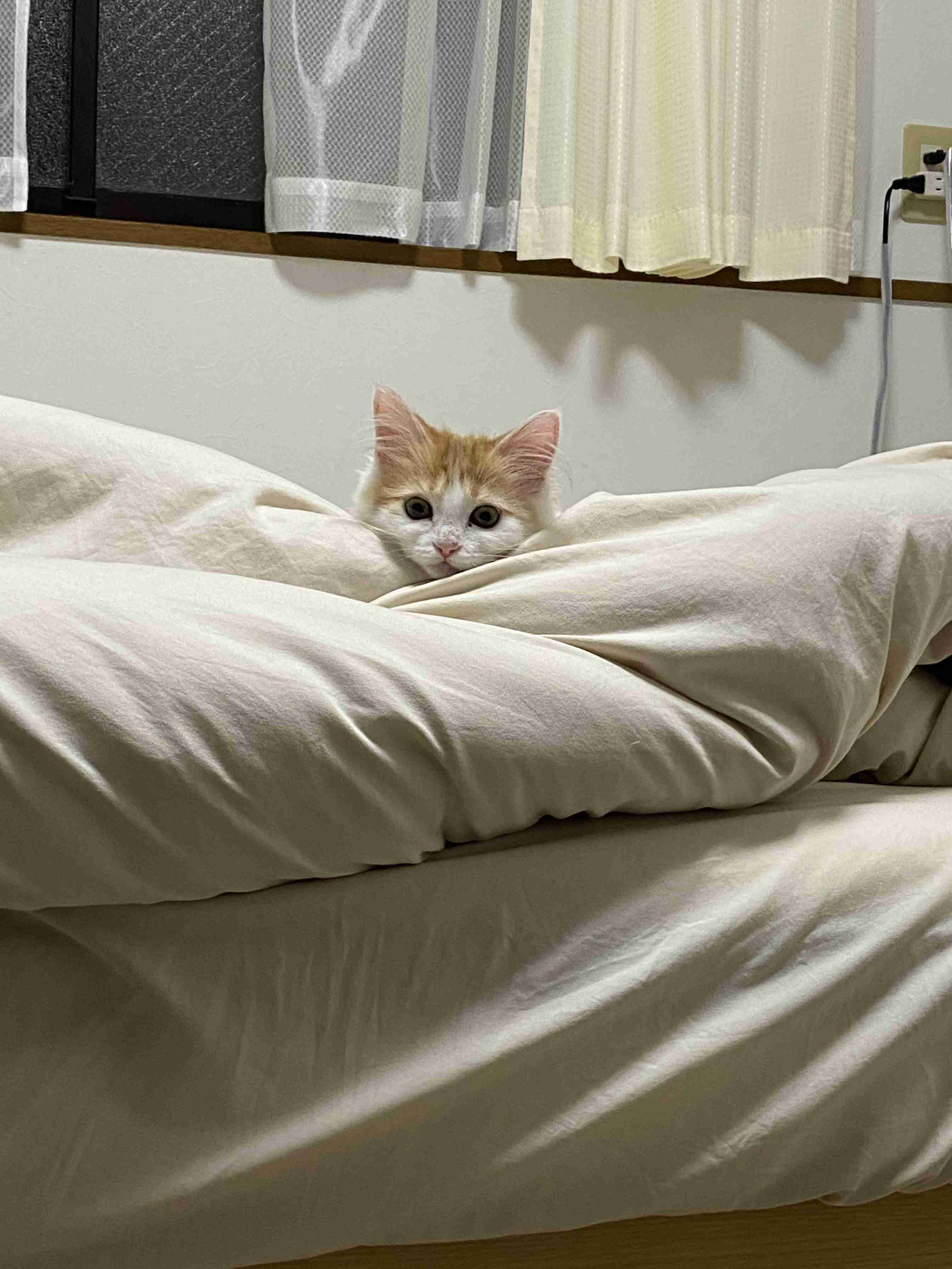 猫アレルギーと猫の共存方法