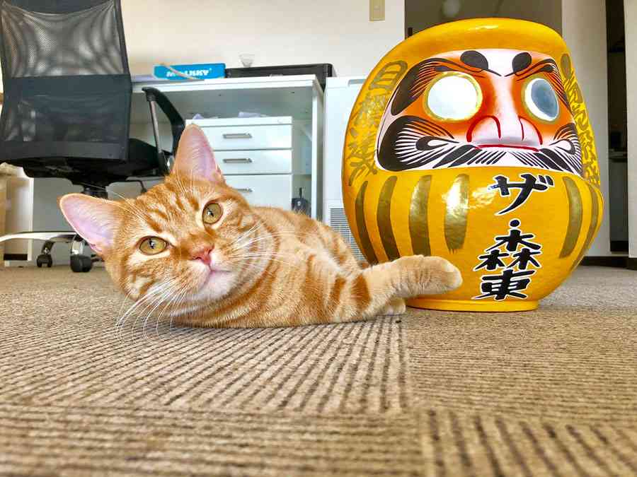 さらば青春の光・森田、生後3か月の保護猫を迎え入れデレデレ「美人な猫ちゃん！」の声
