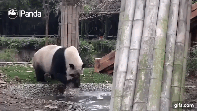 上野動物園で双子のパンダが生まれる