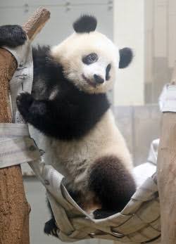上野動物園で双子のパンダが生まれる