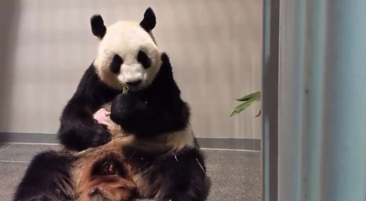 上野動物園で双子のパンダが生まれる