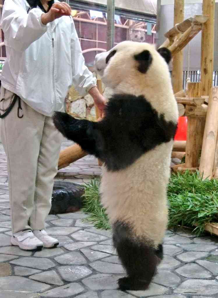 上野動物園で双子のパンダが生まれる