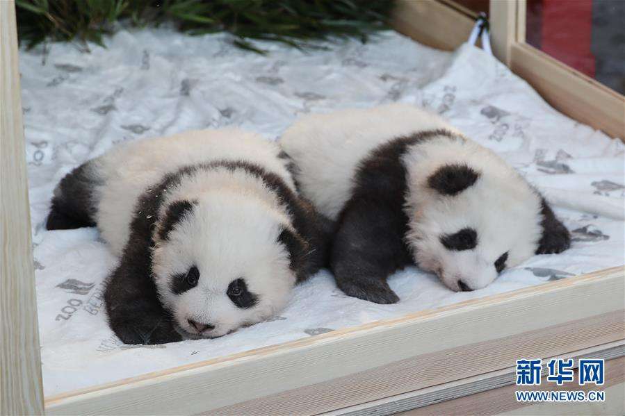 上野動物園で双子のパンダが生まれる