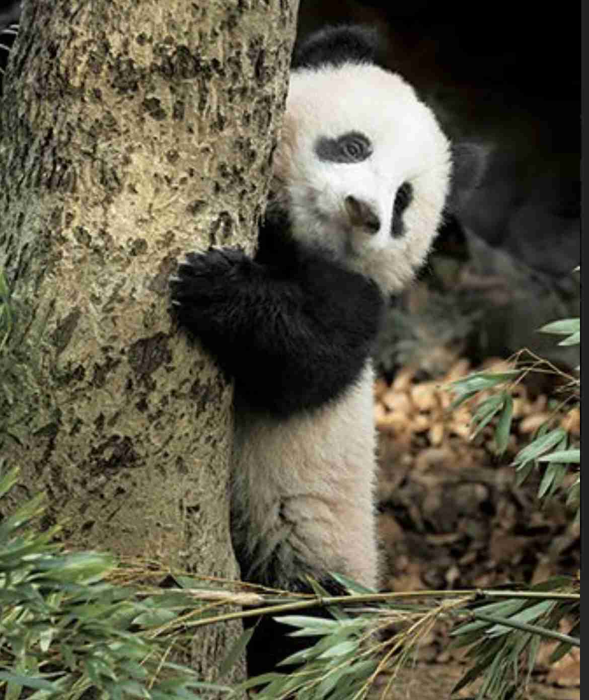 上野動物園で双子のパンダが生まれる