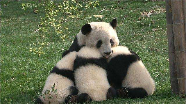 上野動物園で双子のパンダが生まれる