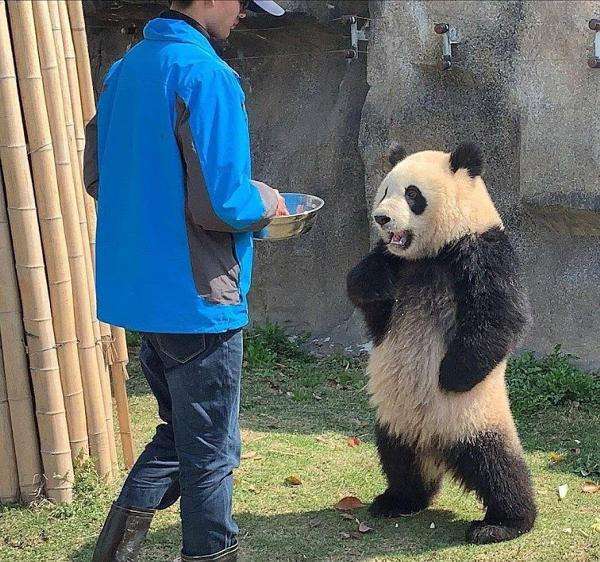 上野動物園で双子のパンダが生まれる