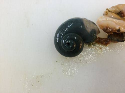 食べられなくはないけど、ちょっと苦手っていう食べ物