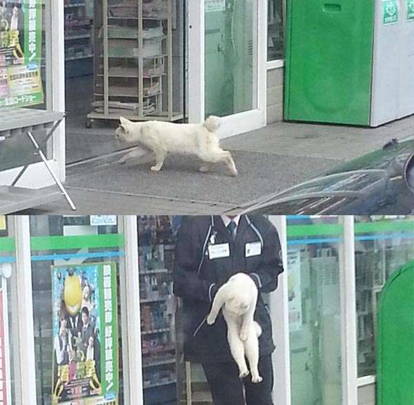 びっくりした来客