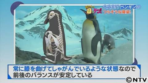 なりたい動物 ランキング 3位は コアラ 2位は ウサギ 1位の動物は ガールズちゃんねる Girls Channel