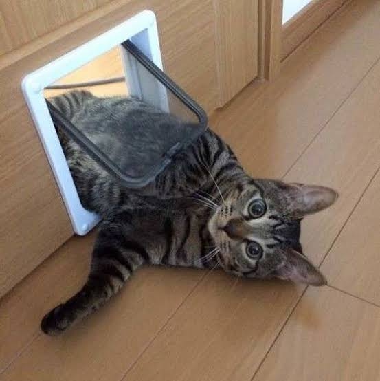 可愛いドアの画像を貼るトピ