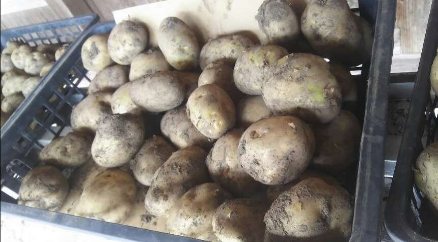 いももちが美味しい！