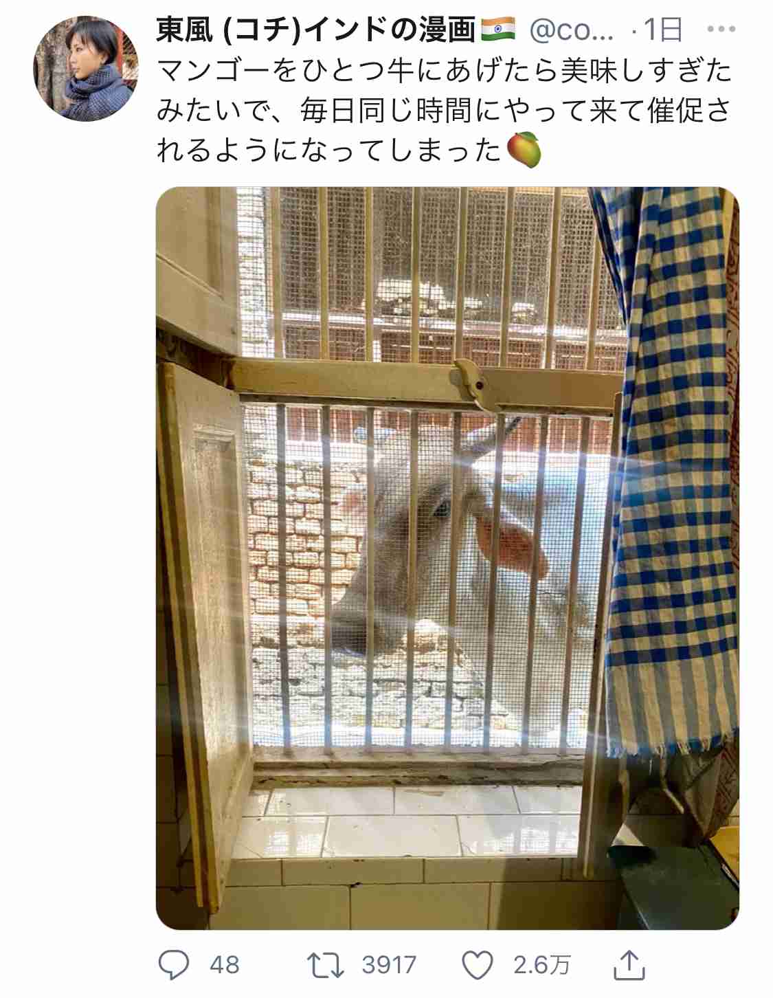 1人の女性に命を救われた子牛 体重700キロ以上に育っても甘え続ける(英)