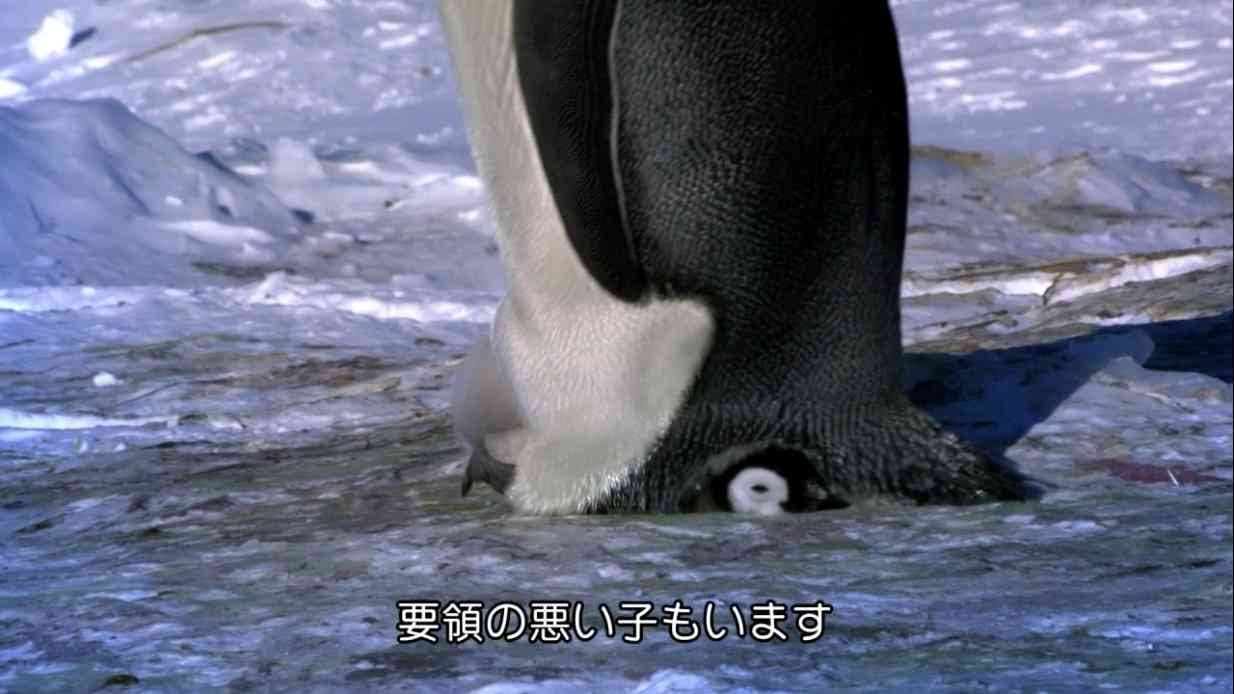 千葉市でチーターの赤ちゃんが一挙に6頭誕生　中には踏まれてしまう子供も