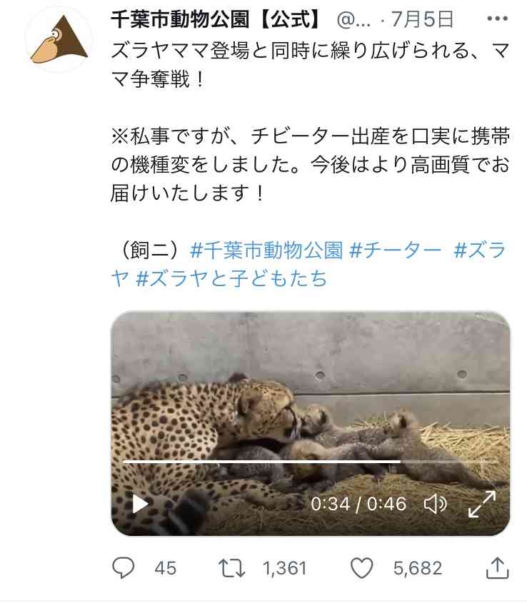千葉市でチーターの赤ちゃんが一挙に6頭誕生　中には踏まれてしまう子供も