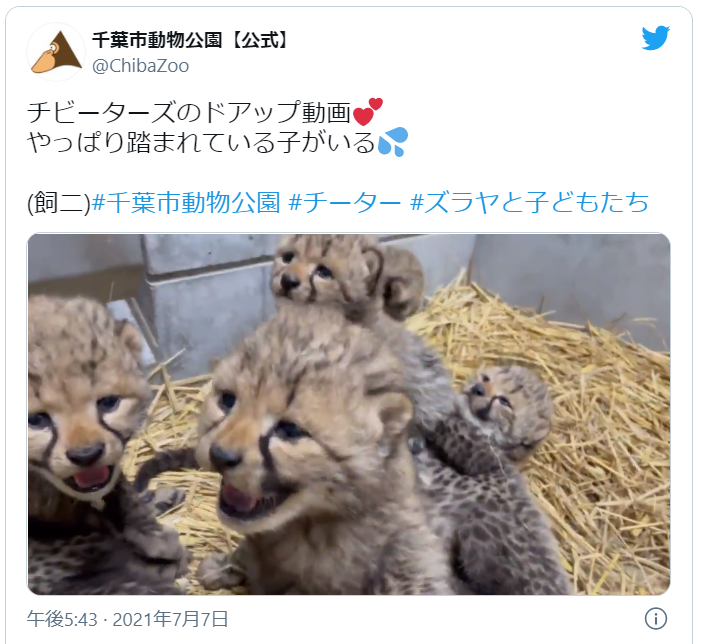 千葉市でチーターの赤ちゃんが一挙に6頭誕生　中には踏まれてしまう子供も