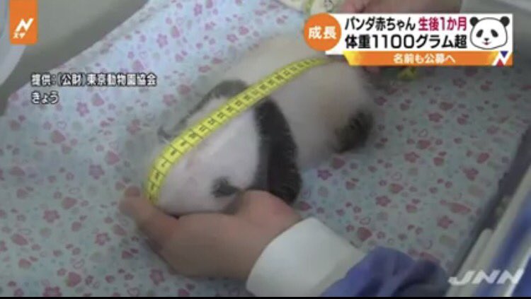 双子パンダ、白い毛も まぶた閉じるしぐさ―上野動物園