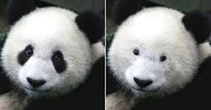 双子パンダ、白い毛も まぶた閉じるしぐさ―上野動物園