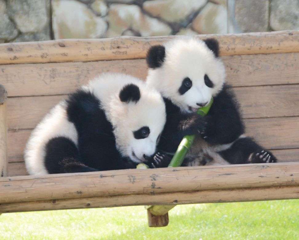 双子パンダ、白い毛も まぶた閉じるしぐさ―上野動物園