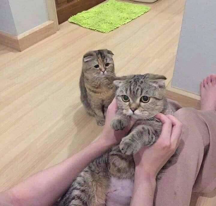 画像を貼ると誰かがトピタイを考えてくれるトピPart9