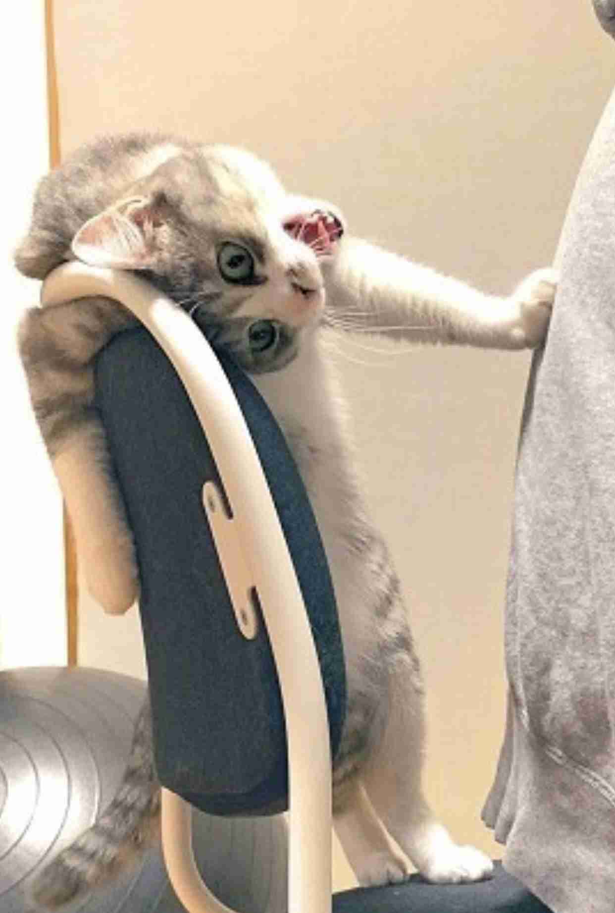 画像を貼ると誰かがトピタイを考えてくれるトピPart9