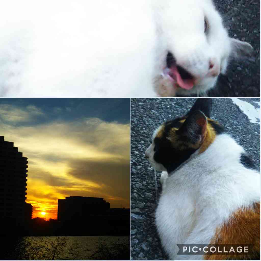 ぼっちcafé / まったりトーク【10号店】