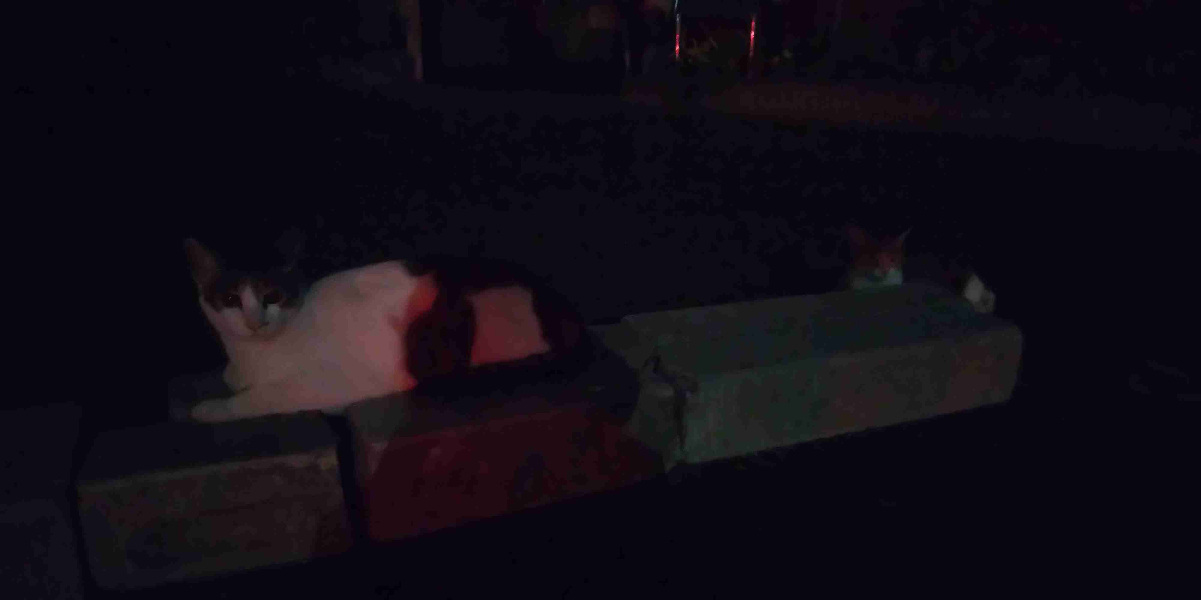 ぼっちcafé / まったりトーク【10号店】