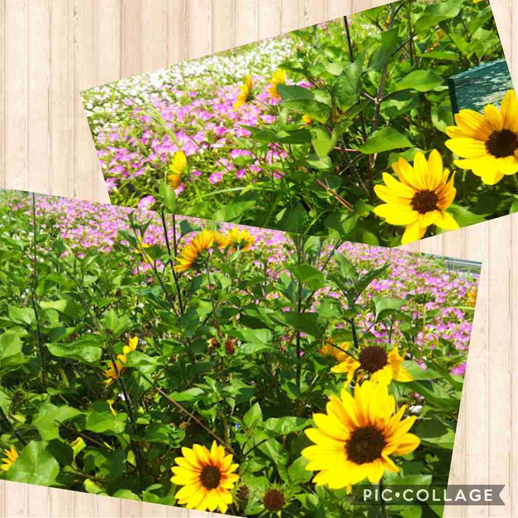 ぼっちcafé / まったりトーク【10号店】