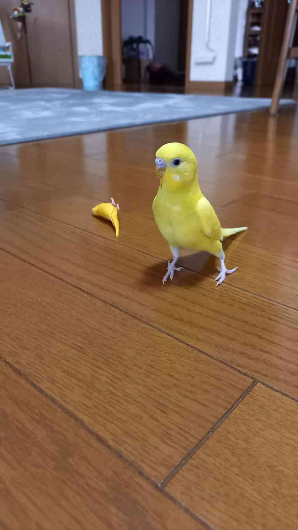 自分で撮影した画像を貼ると、優しい誰かが何かコメントしてくれるトピPart3