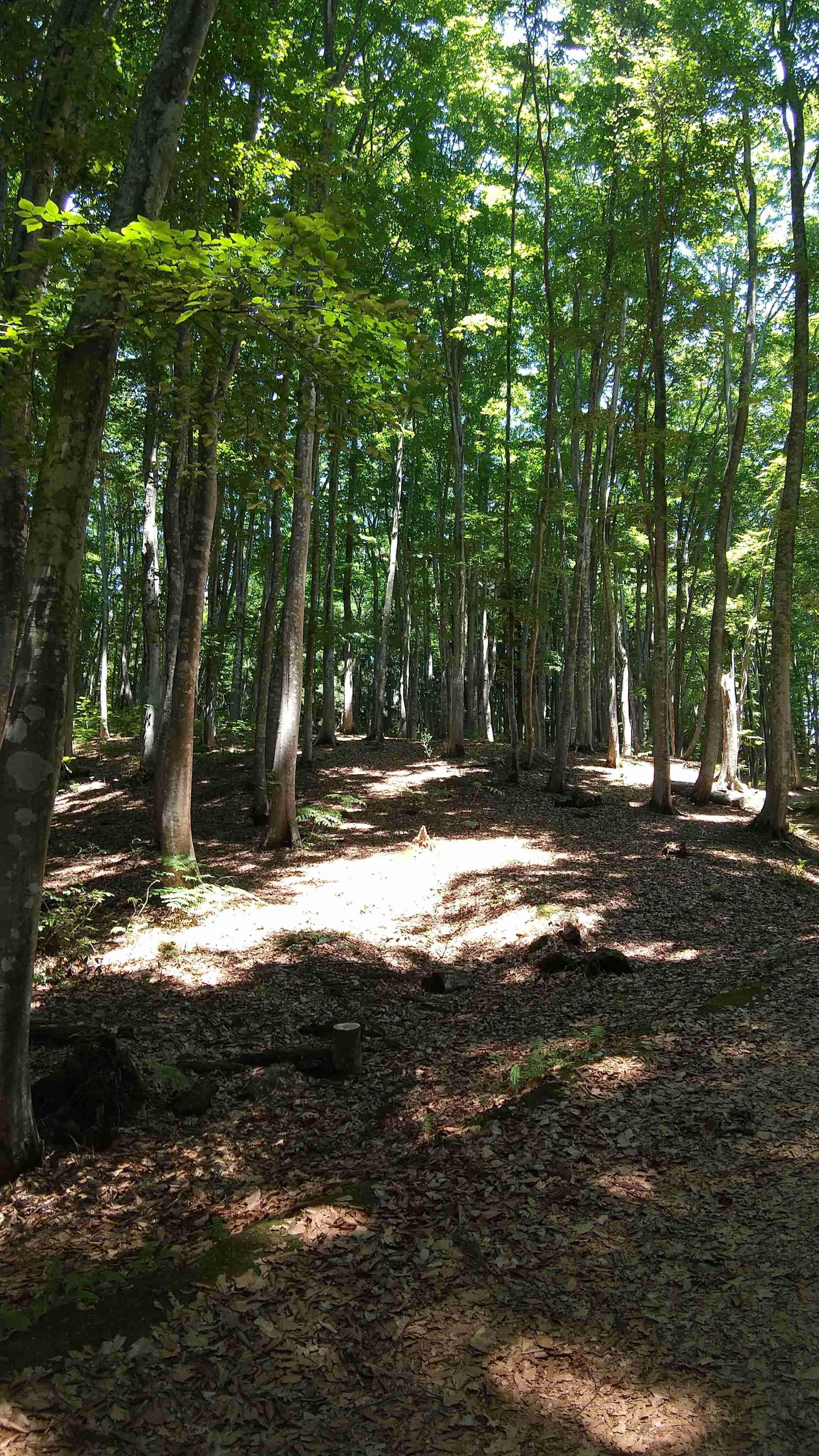 自分で撮影した画像を貼ると、優しい誰かが何かコメントしてくれるトピPart3