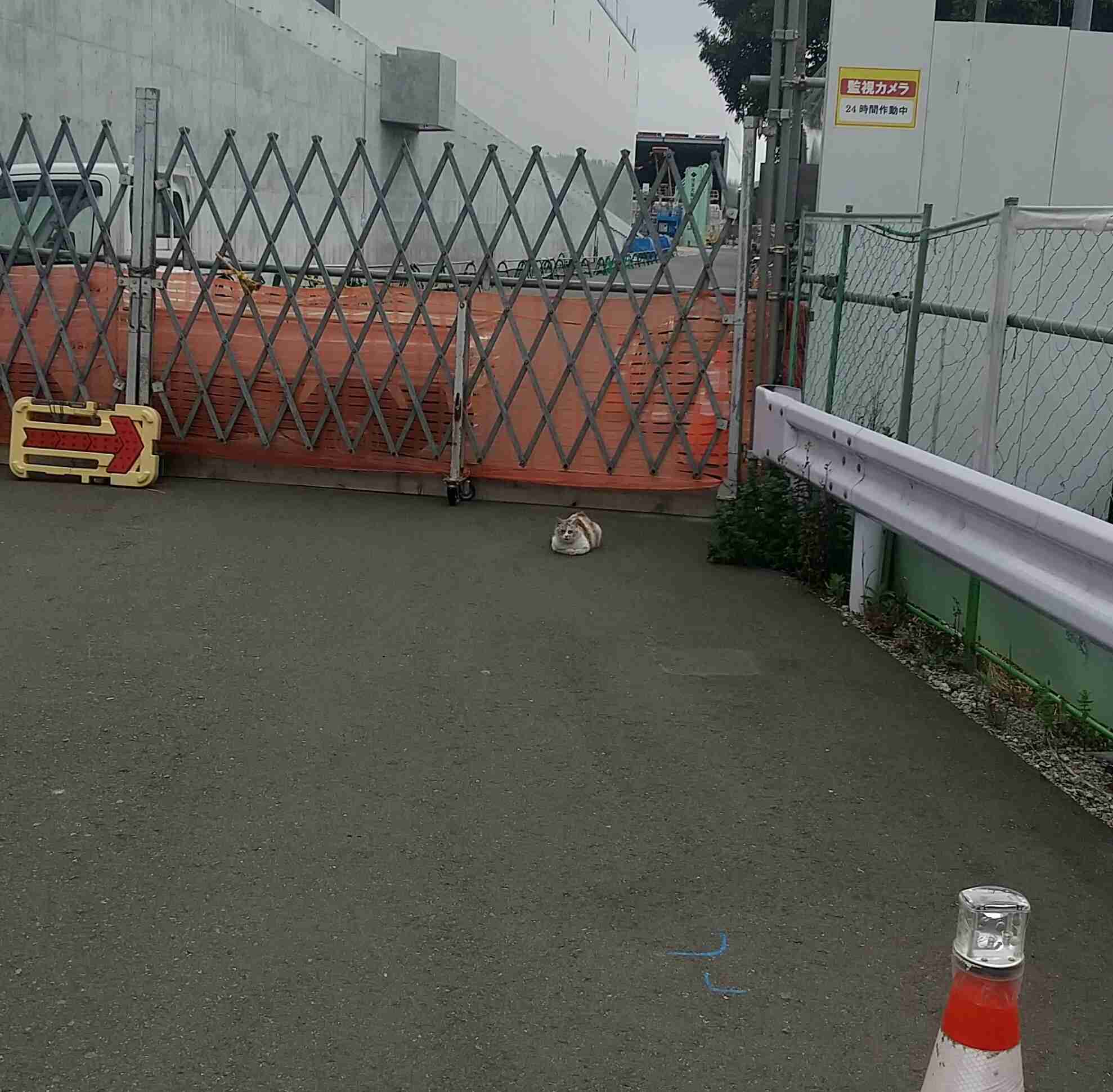自分で撮影した画像を貼ると、優しい誰かが何かコメントしてくれるトピPart3