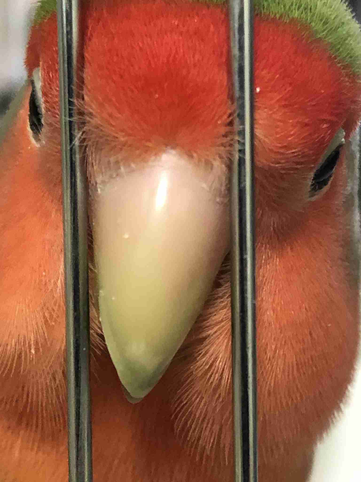 自分で撮影した画像を貼ると、優しい誰かが何かコメントしてくれるトピPart3
