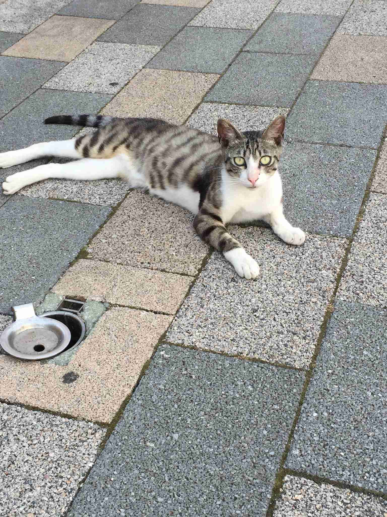 自分で撮影した画像を貼ると、優しい誰かが何かコメントしてくれるトピPart3