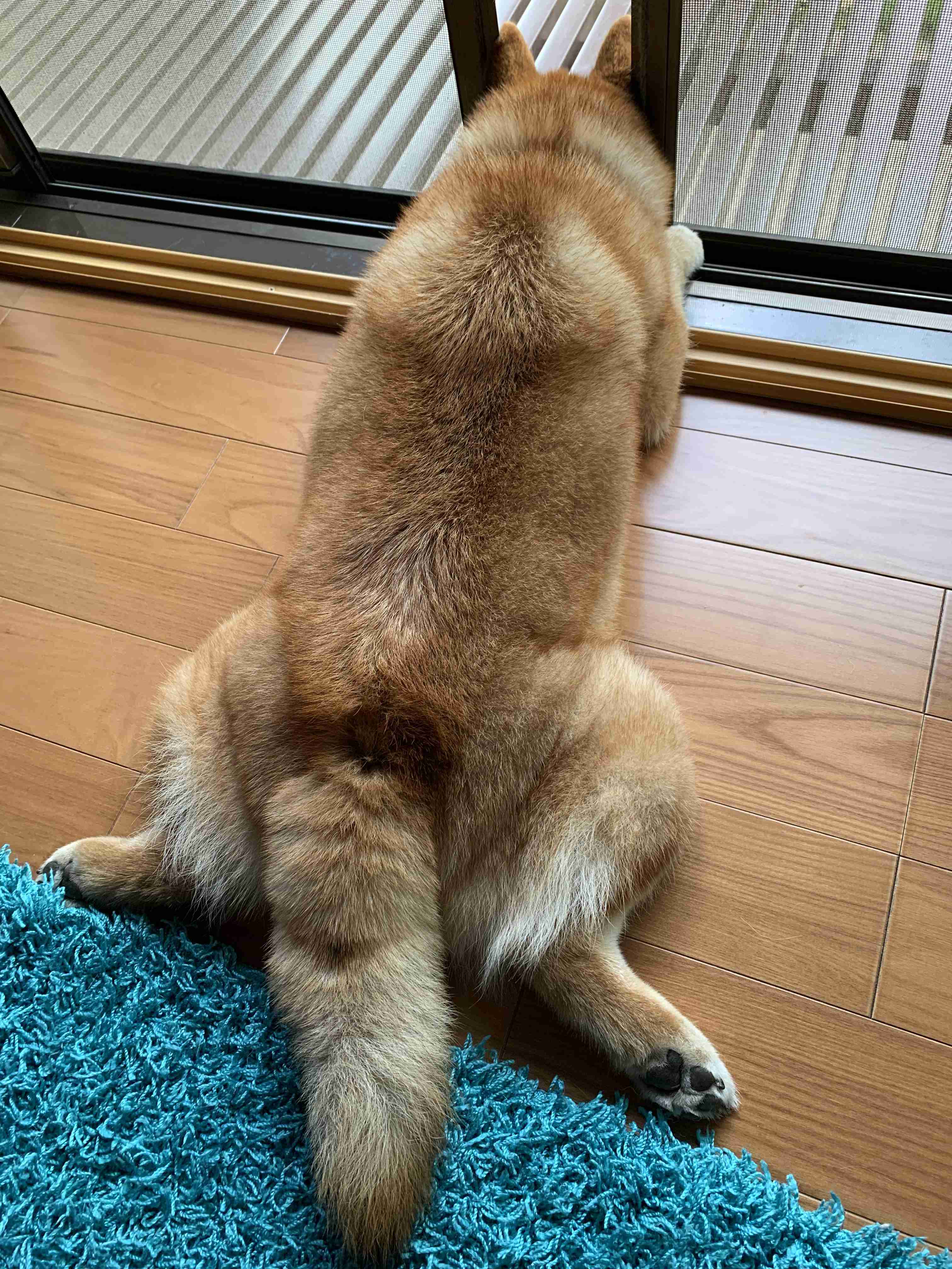 自分で撮影した画像を貼ると、優しい誰かが何かコメントしてくれるトピPart3