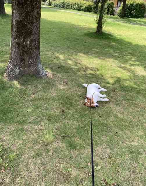 自分で撮影した画像を貼ると、優しい誰かが何かコメントしてくれるトピPart3