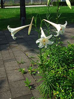 3年連続で起きていたユリ泥棒、常習犯を逮捕「ユリしか見えない」