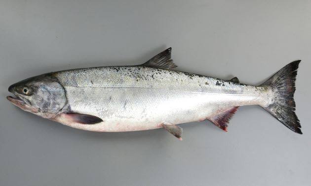 食べログ風にコメントしてみるトピ2