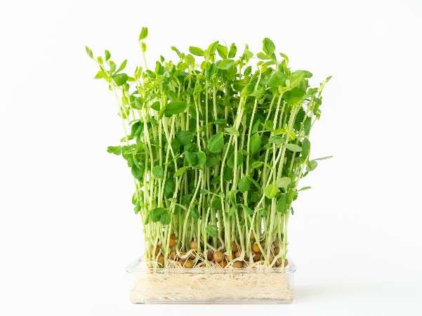 お洒落のためのインテリアを見たい