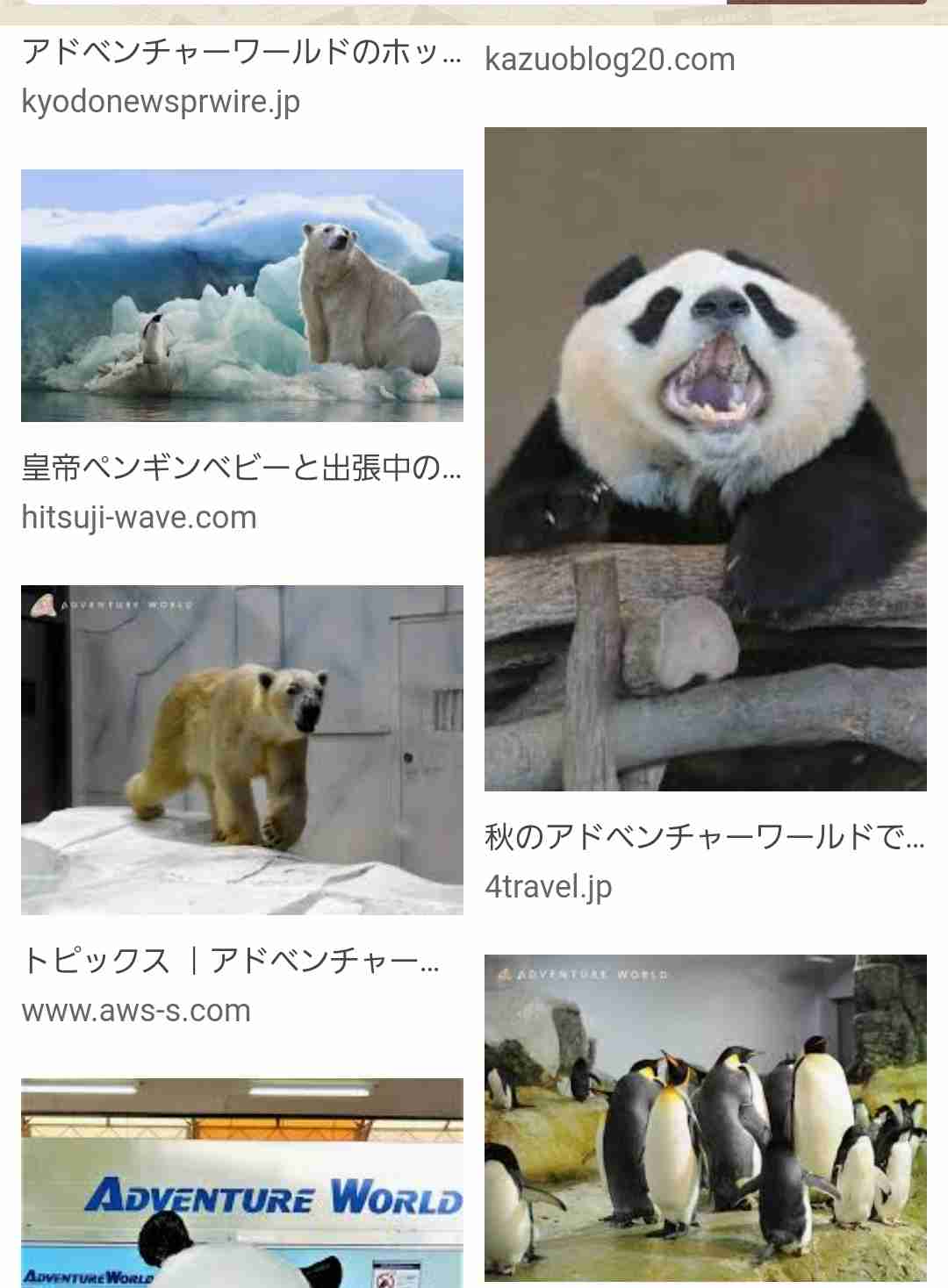 『しろくまカフェ』公認カフェが宮古島にオープン！南国仕様のシロクマくんグッズや店内に豪華声優陣の直筆サインも