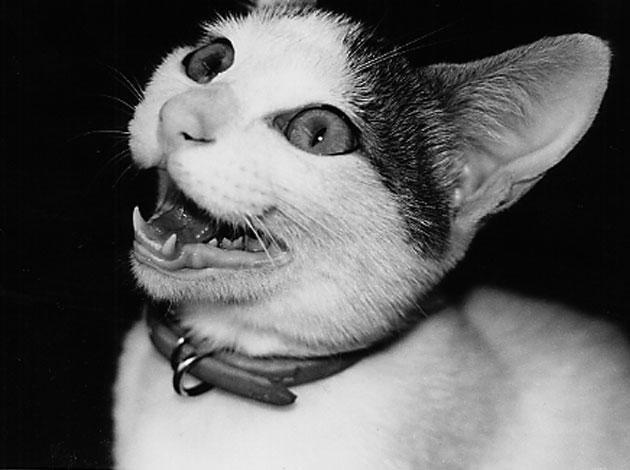 芸術作品の中の猫
