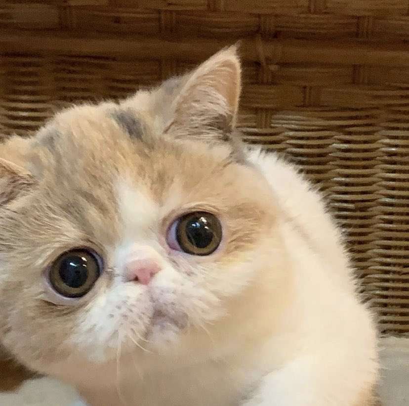 こっち見んな画像を貼るトピ