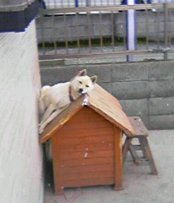 こっち見んな画像を貼るトピ